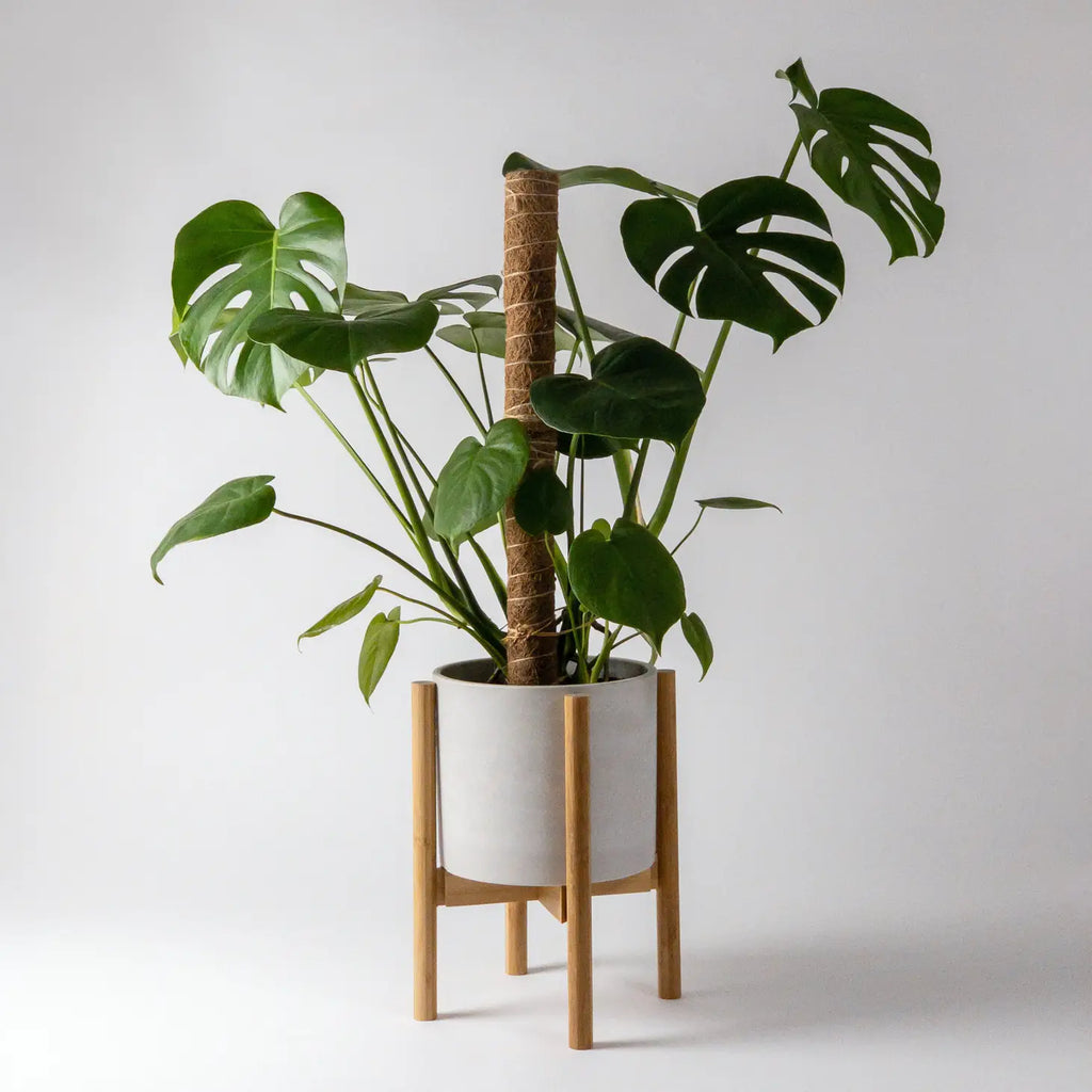 Kanso - Adjustable Bamboo Plant Stand